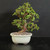 Front view of Dwarf Jade bonsai in a soft white Japanese ceramic pot showing a full rounded canopy, strong textured trunk, exposed surface roots, and well-draining bonsai soil