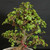 Close-up of Dwarf Jade bonsai foliage showing small rounded green succulent leaves, mature woody branches, compact canopy structure, and tropical bonsai growth