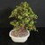 Angled view of Portulacara afra Dwarf Jade bonsai in a white Japanese ceramic pot showing full green foliage, sturdy trunk movement, broad branch structure, and finished tropical bonsai presentation