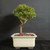 Front view of fragrant Bahama Berry bonsai in a cream Japanese ceramic pot showing a slender textured trunk, raised green canopy, granular bonsai soil, and pink nursery tag