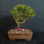 Bahama Berry bonsai in unglazed ceramic pot with flat-top canopy and open upright trunk structure