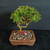 Side view of Bahama Berry bonsai showing airy branching, fruity scented foliage, and rectangular unglazed pot