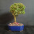 Bahama Berry bonsai with sweet-scented green foliage in a blue Japanese ceramic pot, full front view