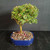 Bahama Berry bonsai shown from the side with compact rounded canopy, upright trunk, and blue ceramic bonsai pot