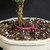 Close-up of Bahama Berry bonsai trunk base with visible surface roots, textured bark, bonsai soil, and blue ceramic pot rim.