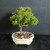Side view of Bahama Berry bonsai showing upright trunk, soft green foliage pads, and blue glazed Japanese bonsai pot.