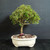 Fragrant Bahama Berry bonsai in a blue glazed Japanese ceramic pot with compact rounded canopy and dark studio background.