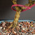 Close-up of Bahama Berry bonsai trunk base with surface roots, textured bark, bonsai soil, and blue glazed pot rim.