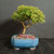 Fragrant Bahama Berry bonsai in blue glazed rectangular ceramic pot with umbrella-shaped canopy and textured trunk.
