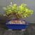 Front view of a blooming Lavender Starflower bonsai in a deep blue glazed Japanese ceramic pot, showing a low spreading canopy, fresh green foliage, and flower buds against a dark background.