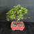 Angled view of a Grewia occidentalis bonsai in a red ceramic pot, highlighting compact branching, bright green leaves, visible buds, and an opening lavender flower.