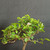 Close-up of the upper canopy of a Lavender Starflower bonsai, showing fresh foliage, branching detail, several flower buds, and a partially open lavender bloom.