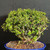 Angled view of a Singapore Holly clump bonsai in a deep blue ceramic pot, highlighting the compact multi-trunk form, dense foliage mass, and balanced overall silhouette.