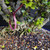 Close-up of the trunk base of a Singapore Holly clump bonsai in a deep blue Yixing ceramic pot, showing multiple trunks, surface roots, bonsai soil, and top dressing detail.