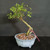Front view of an exposed root Water Jasmine bonsai in a soft gray Yixing ceramic pot, showing a slanting trunk, glossy green foliage, and a compact tropical canopy against a dark background.