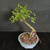 Angled view of a Water Jasmine bonsai in a gray ceramic pot, highlighting the elegant lean of the trunk, branching structure, and fresh green tropical foliage.