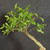 Close-up of the upper canopy of an exposed root Water Jasmine bonsai, showing glossy foliage, fine branching, and developing flowering growth.