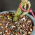 Close-up of the trunk base of a Water Jasmine bonsai in a gray Yixing ceramic pot, showing exposed roots, bark texture, bonsai soil, and top dressing.