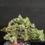 Close-up of the upper canopy of a variegated Silverberry bonsai, showing cream-edged leaves, dense branching, and the decorative contrast of green and white foliage.