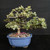 Front view of a variegated Silverberry bonsai in a blue glazed Japanese ceramic pot, showing cream-edged foliage, a compact branching structure, and a balanced canopy against a dark background.
