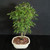 Alternate front view of a Brazilian Raintree bonsai forest arrangement in a cream ceramic pot, highlighting the grouped trunks, airy branching, and soft green compound foliage.