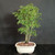 Front view of a clump style Brazilian Raintree bonsai forest in a cream Japanese ceramic pot, showing multiple slender trunks, fine tropical foliage, and a tall natural composition against a dark background.