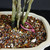 Close-up of the trunk base of a Brazilian Raintree bonsai forest in a cream Japanese ceramic pot, showing multiple trunks emerging together, bark detail, bonsai soil, and surface dressing.