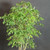 Close-up of the upper canopy of a clump style Brazilian Raintree bonsai, showing fine feathery foliage, layered branching, and the light tropical texture of the tree.