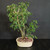 Front view of a multi-trunk Brazilian Raintree bonsai in a cream Japanese ceramic pot, showing an upright grove-style composition with fine compound foliage and tropical movement against a dark background.