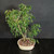 Angled view of a Brazilian Raintree bonsai grove in a cream glazed ceramic pot, highlighting the grouped trunks, airy branching, and soft green tropical foliage.