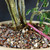 Close-up of the trunk base of a Brazilian Raintree bonsai in a cream Japanese ceramic pot, showing multiple trunks emerging together, bark detail, bonsai soil, and surface dressing.