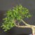 Close-up of the upper canopy of an exposed root Water Jasmine bonsai, showing glossy green foliage, branch structure, and the tree’s elegant cascading movement.