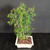 Close-up of the trunk base of a Brazilian Raintree bonsai grove in a cream Japanese ceramic pot, showing the clustered trunks, bark texture, bonsai soil, and surface planting detail.