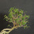 Close-up of the upper canopy of an exposed root Water Jasmine bonsai, showing fine branching, fresh green foliage, and the structure of the flowering tropical canopy.