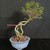 Front view of an exposed root Water Jasmine bonsai in a soft blue glazed Yixing pot, showing dramatic elevated roots, trunk movement, and a compact upper canopy against a dark background.