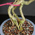 Close-up of the exposed root base of a fragrant Water Jasmine bonsai, highlighting the twisted root structure, bark texture, bonsai soil, and blue glazed ceramic pot.