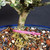 Close-up of the trunk base of a variegated Silverberry bonsai in a blue glazed Japanese pot, showing bark texture, surface roots, bonsai soil, and top dressing.