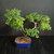 Angled view of a Brazilian Raintree bonsai in a blue glazed pot, highlighting its developing branch structure, tropical foliage, and dynamic twin-trunk silhouette.