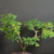 Close-up of the upper canopy of a Brazilian Raintree bonsai, showing fresh green foliage, branch detail, and the tree’s developing ramification.