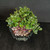 Top-angled view of a Natal Plum bonsai in a blue ceramic pot, highlighting the dense canopy, branching structure, and healthy glossy foliage.