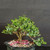 Close-up of the upper canopy of a flowering Natal Plum bonsai, showing compact branch structure, glossy green leaves, and developing buds.