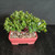 Angled view of a Natal Plum bonsai in a red ceramic pot, highlighting the full rounded canopy, compact branching, and balanced tropical form.