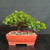 Front view of a mature Natal Plum bonsai in a red Yixing ceramic pot, showing a dense low canopy, glossy green foliage, and a refined compact silhouette against a dark background.