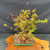 IMG_9735.jpg: Japanese Maple Forest bonsai seed-grown multi-trunk composition in 12 inch Yixing ceramic pot