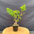 Full front view of an imported Kumayanagi pre-bonsai in a black 4 inch training pot, showing a rough textured lower trunk, several upright branches, bright green oval leaves, and a taller right-side canopy