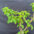 Close-up of the Kumayanagi pre-bonsai foliage, showing fresh bright green oval leaves with strong visible veins, thin flexible shoots, cut branch tips, and young growth along woody stems