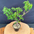 Overhead full-tree view of the imported Kumayanagi pre-bonsai, showing an open branching structure with leafy clusters on the left and upper right, a textured base, and a black training pot filled with coarse bonsai soil