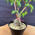 Close-up of the Kumayanagi pre-bonsai lower trunk, showing rough aged bark, a thick gnarly base, exposed surface roots, coarse bonsai soil, a pink nursery tie, and branching emerging above the pot