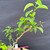 Close-up of the upper branching on the Kumayanagi pre-bonsai, showing fresh light green oval leaves with visible veins, slender new shoots, cut branch tips, and a gently curving woody branch