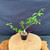 Overhead full-tree view of the imported Kumayanagi pre-bonsai, showing the tree’s open asymmetrical structure, long right-reaching branch, smaller left branch, textured base, black training pot, and coarse bonsai soil